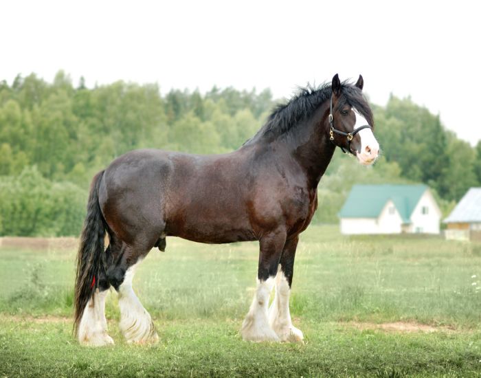 Rasa de cai Shire are un aspect și o conformație aparte. A fost nevoie de mult timp pentru crescători ca să poată să creeze rasa perfectă. Shire se numără printre cei mai mari și mai grei cai din lume.